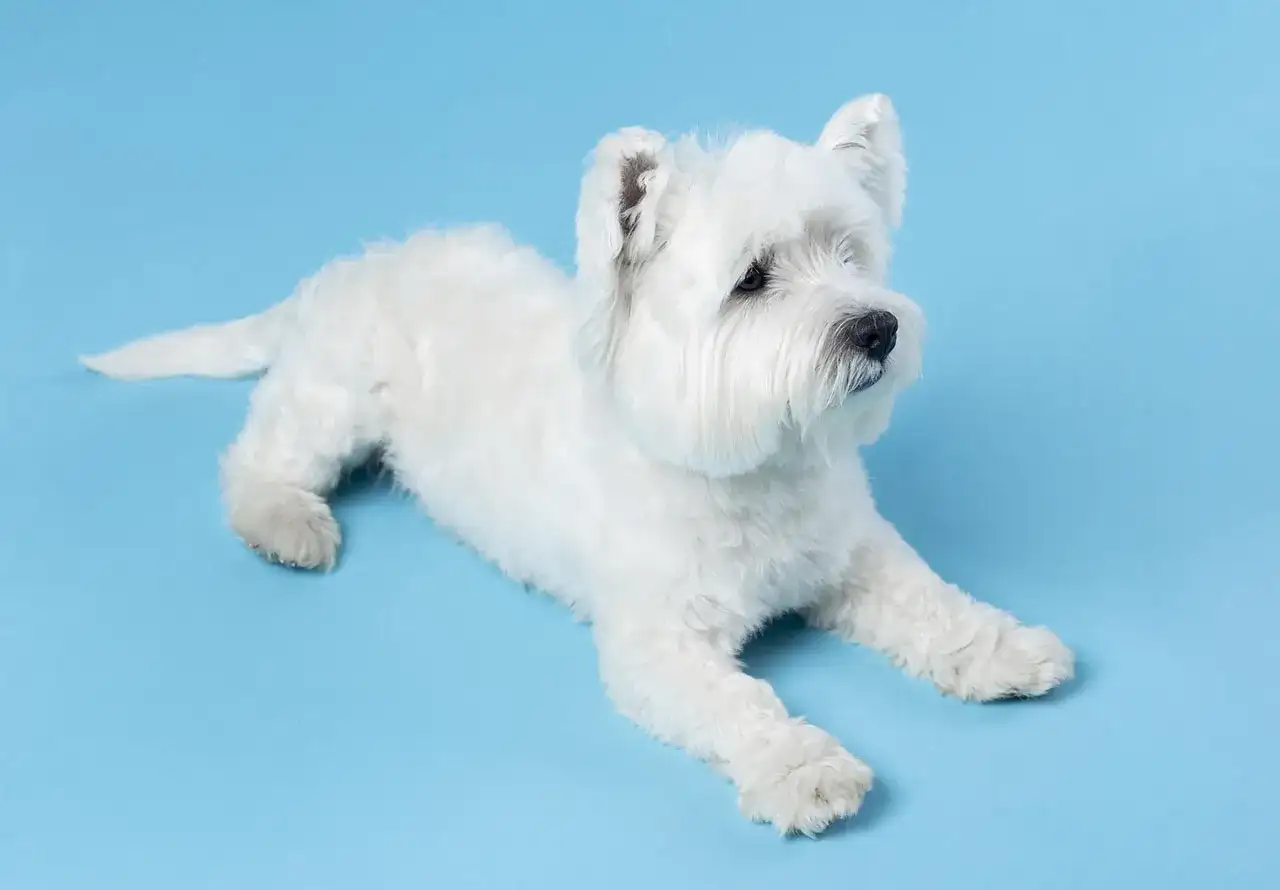 Uroczy west highland white terrier leży na niebieskim tle. Sprawdź west highland white terrier cena.