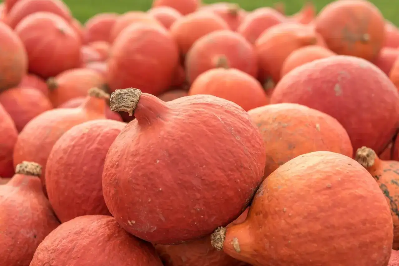 Mnóstwo pomarańczowych dyń hokkaido, gotowych do zbioru. Z nich można uzyskać pyszne nasiona.