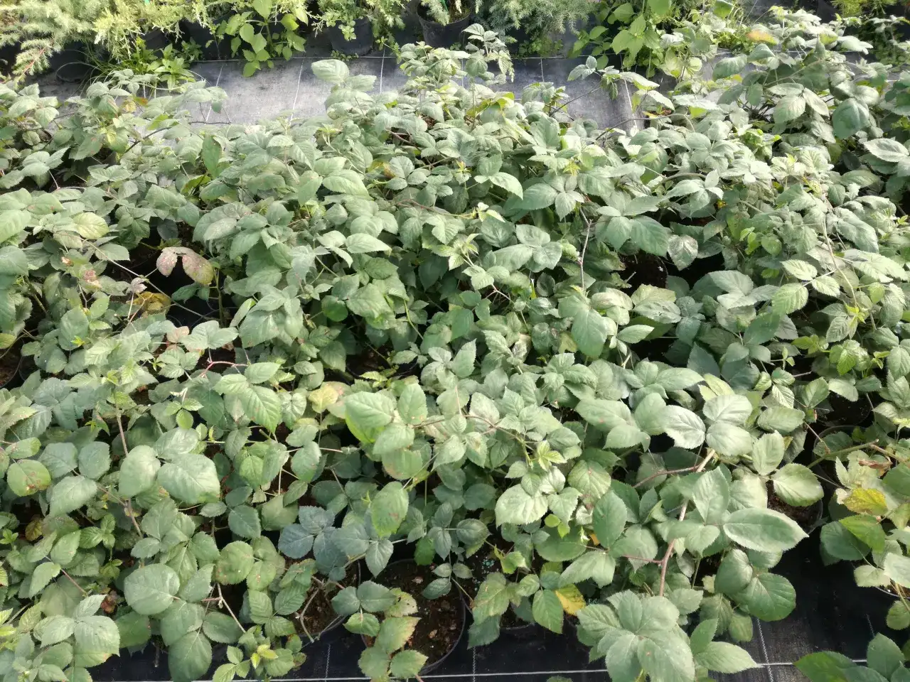 Gęsto posadzone sadzonki jeżyny bezkolcowej Black Satin w doniczkach. Liście są zielone, niektóre lekko przebarwione.