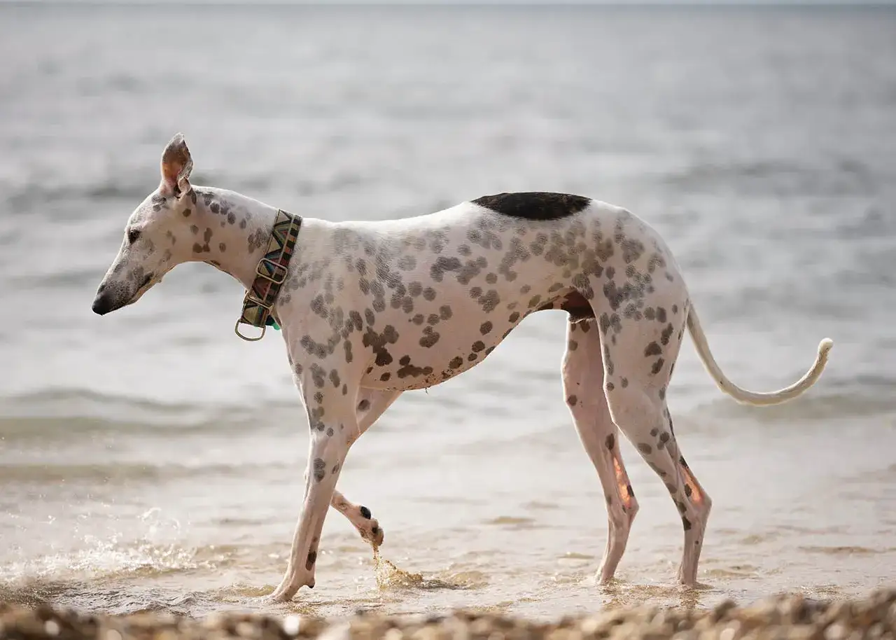 Pstrokata rasa charta spaceruje po plaży, jej smukła sylwetka i plamiste futro przyciągają wzrok.