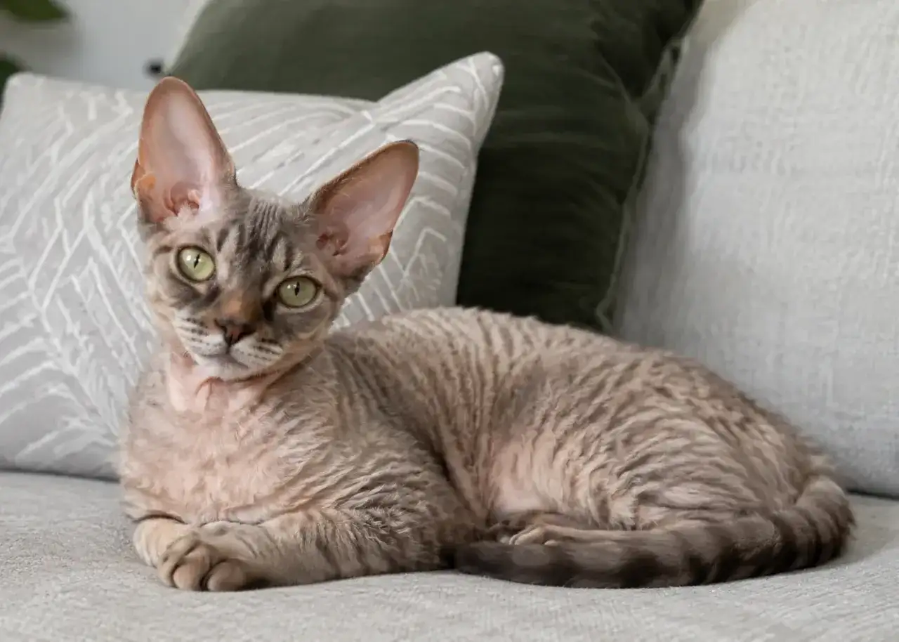 Uroczy kot rasy devon rex z dużymi uszami i falistym futerkiem leży na kanapie.