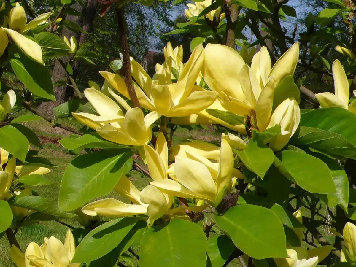 Kwitnąca magnolia 'Daphne' z kremowo-żółtymi kwiatami i zielonymi liśćmi na tle drzew.