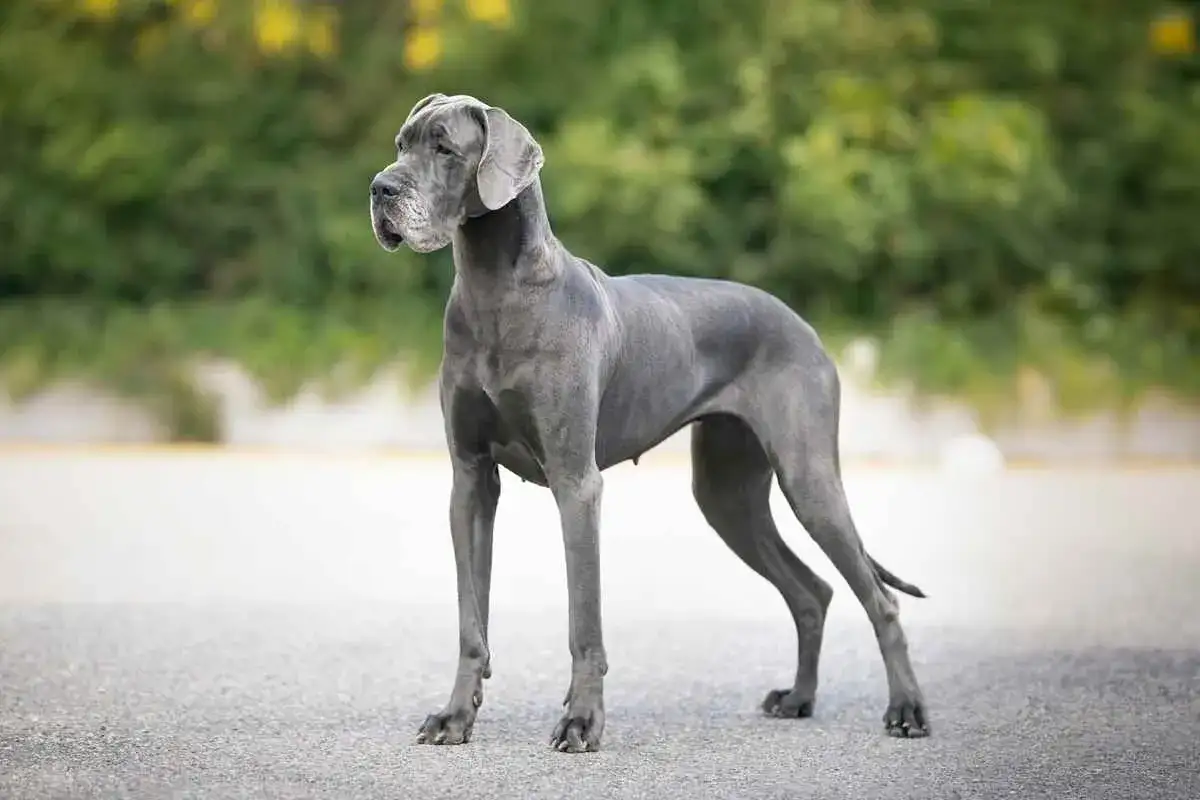 Niemiecki dog, imponująca wysokość w kłębie, prezentuje swoją majestatyczną sylwetkę na tle zieleni.