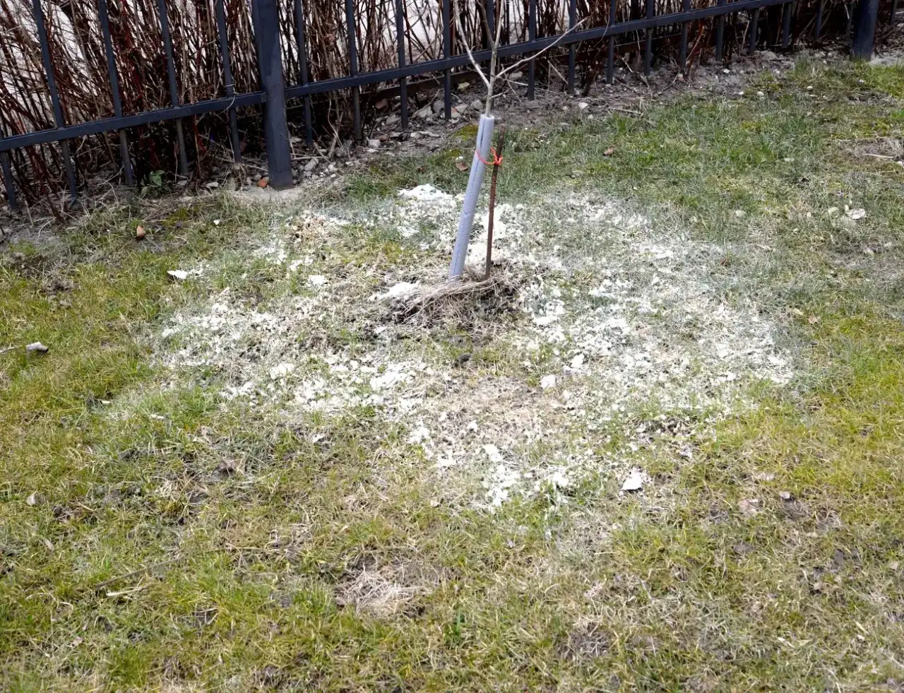 Młode drzewko na trawniku otoczone białym proszkiem, prawdopodobnie dolomitem, który ma chronić je przed szkodnikami.
