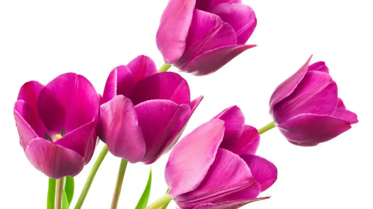 Piękne, fioletowe tulipany. Idealny czas, kiedy sadzić tulipany, to jesień, by wiosną cieszyć się ich kwitnieniem.