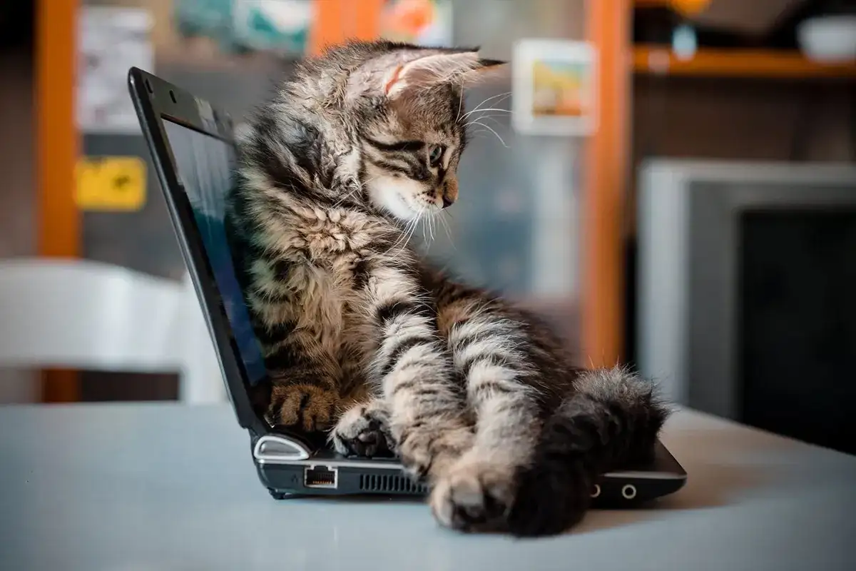 Mały, pręgowany kotek siedzi na otwartym laptopie, jakby był jednym z tych znanych kotów z internetu.