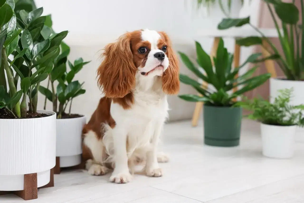 Uroczy piesek Cavalier King Charles Spaniel siedzi wśród roślin doniczkowych. Czy fikus jest trujący dla psa? Ta roślina na zdjęciu nie jest fikusem.