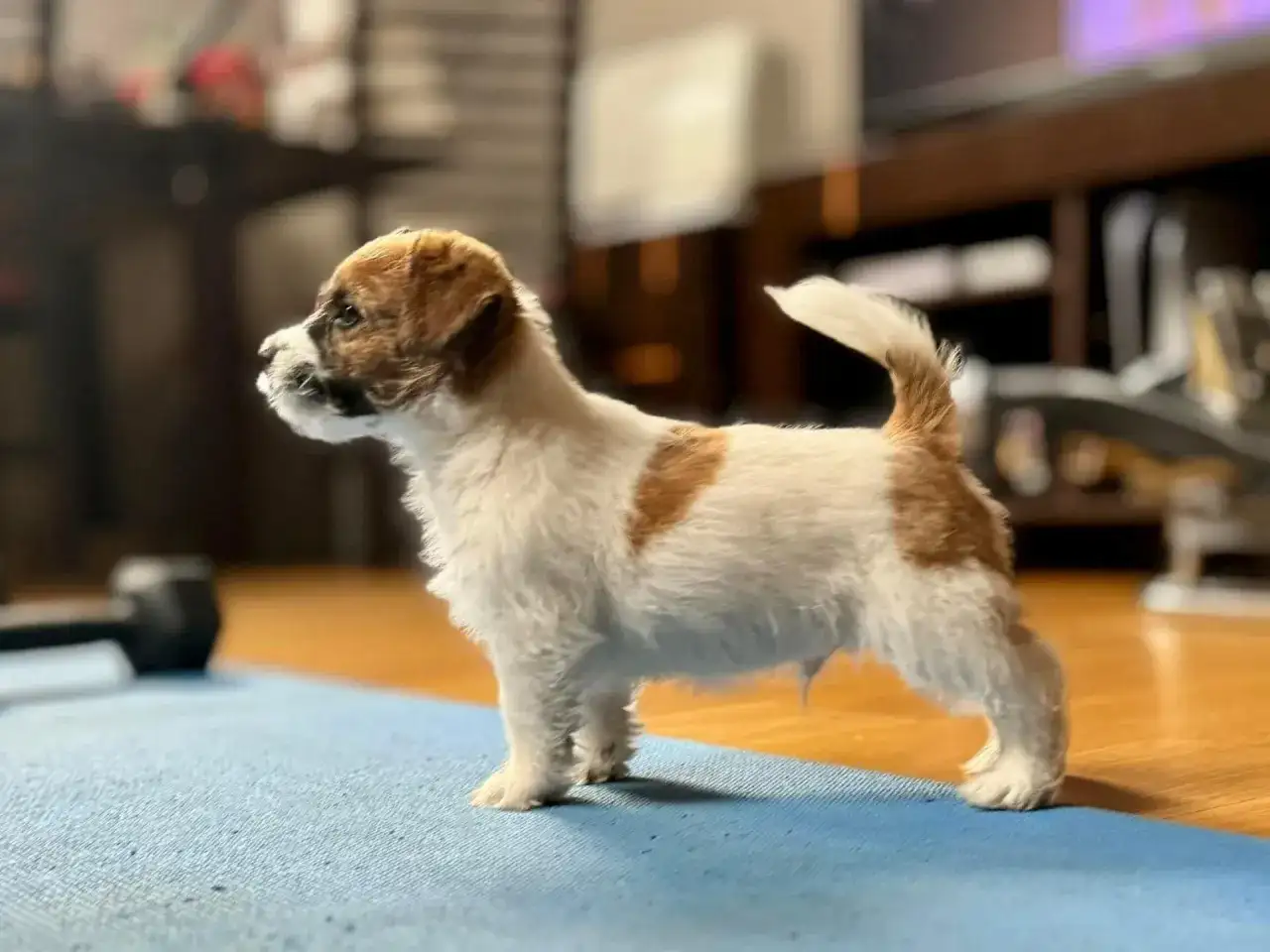 Uroczy szczeniak Russell Terrier, gotowy do zabawy. Sprawdź jego **russell terrier cena**!