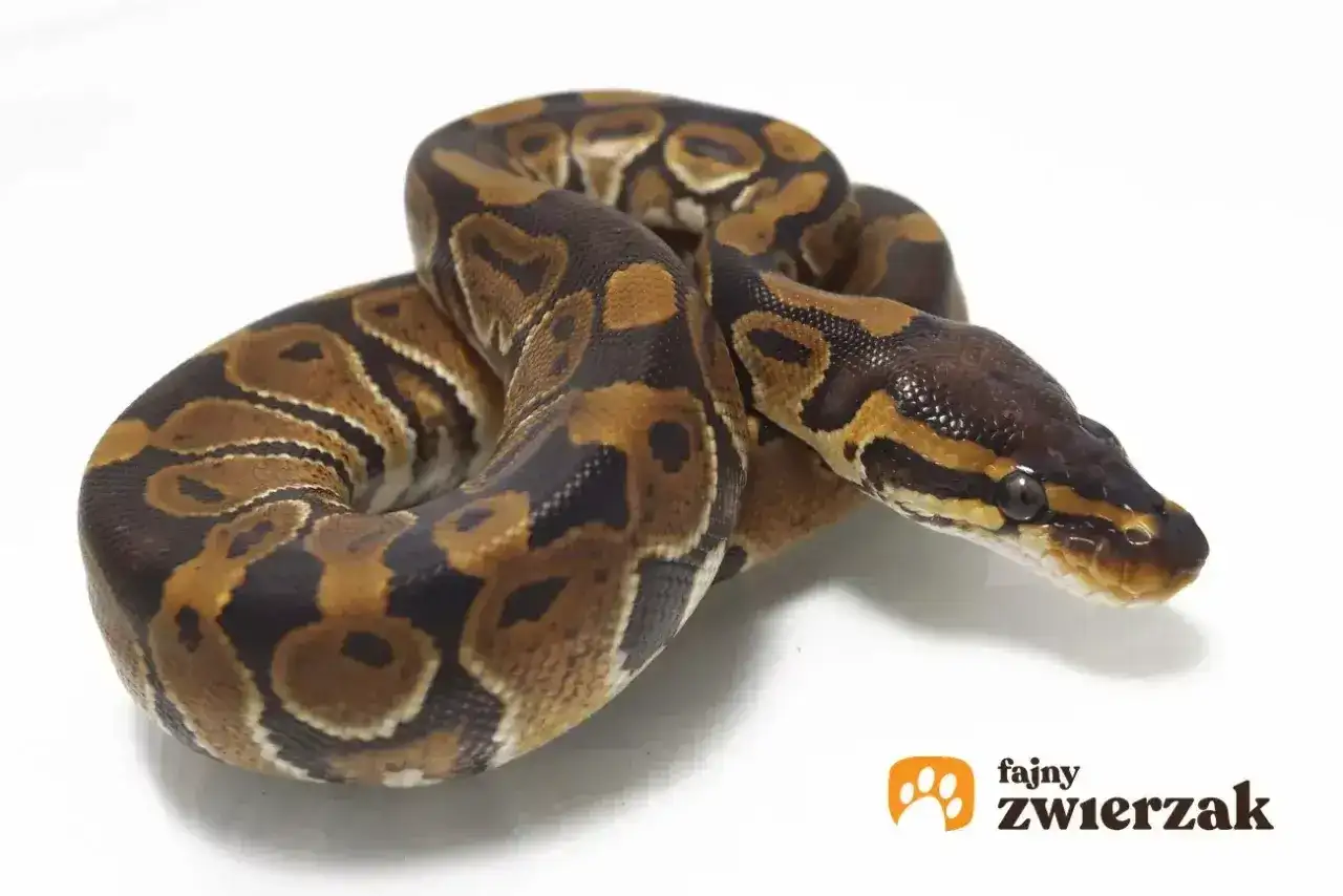 Ciekawi Cię, ile kosztuje pyton królewski? Ten piękny wąż o charakterystycznym ubarwieniu jest popularnym wyborem wśród miłośników gadów.