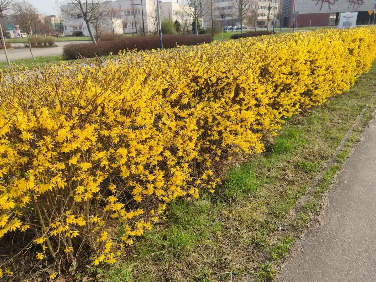 Krzewy forsycji odmiany w pełnym rozkwicie tworzą żywopłot pełen słońca.