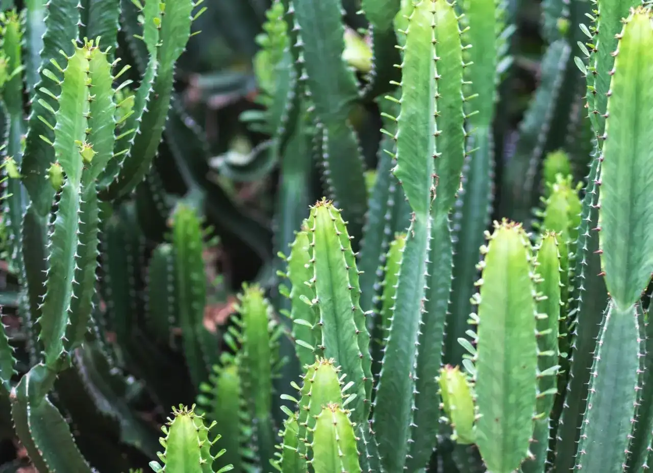 Gęsty las zielonych, kanciastych łodyg kwiatu euphorbia, pokrytych drobnymi kolcami.