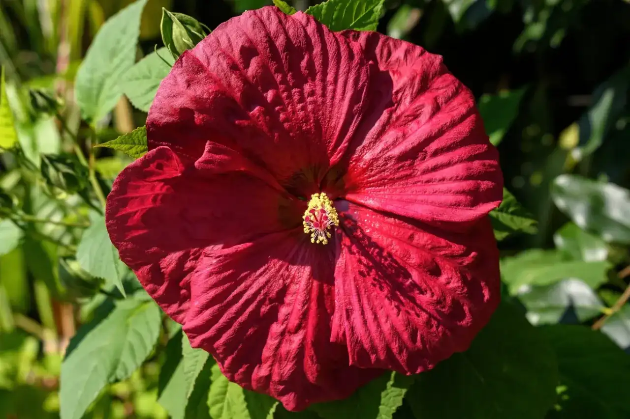 Duży, karminowy hibiskus z żółtym środkiem. Idealny czas, by pomyśleć, kiedy przycinać hibiskus, by pięknie kwitł.
