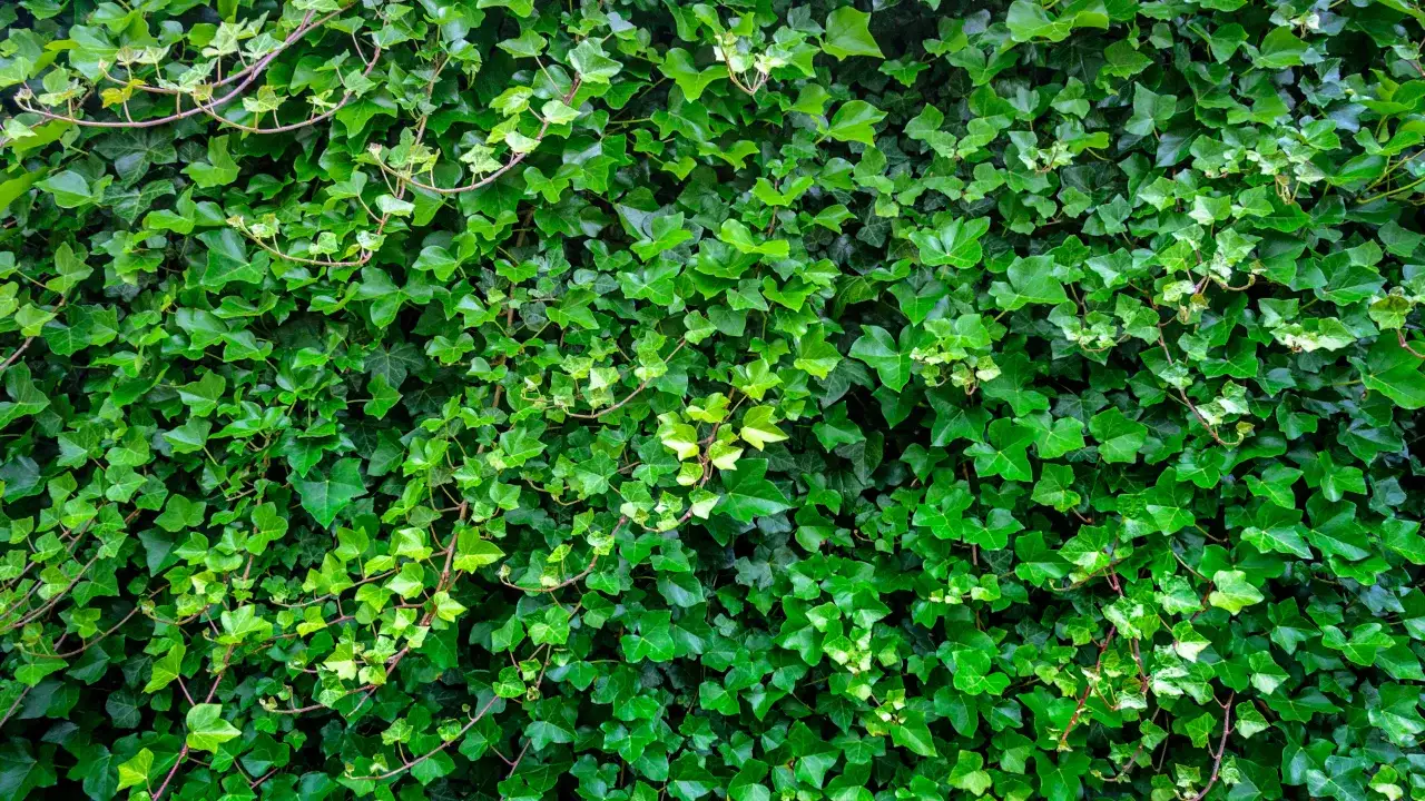 Gęsty, zielony żywopłot z bluszczu tworzy naturalną ścianę. Liście o różnych odcieniach zieleni tworzą bogatą teksturę.