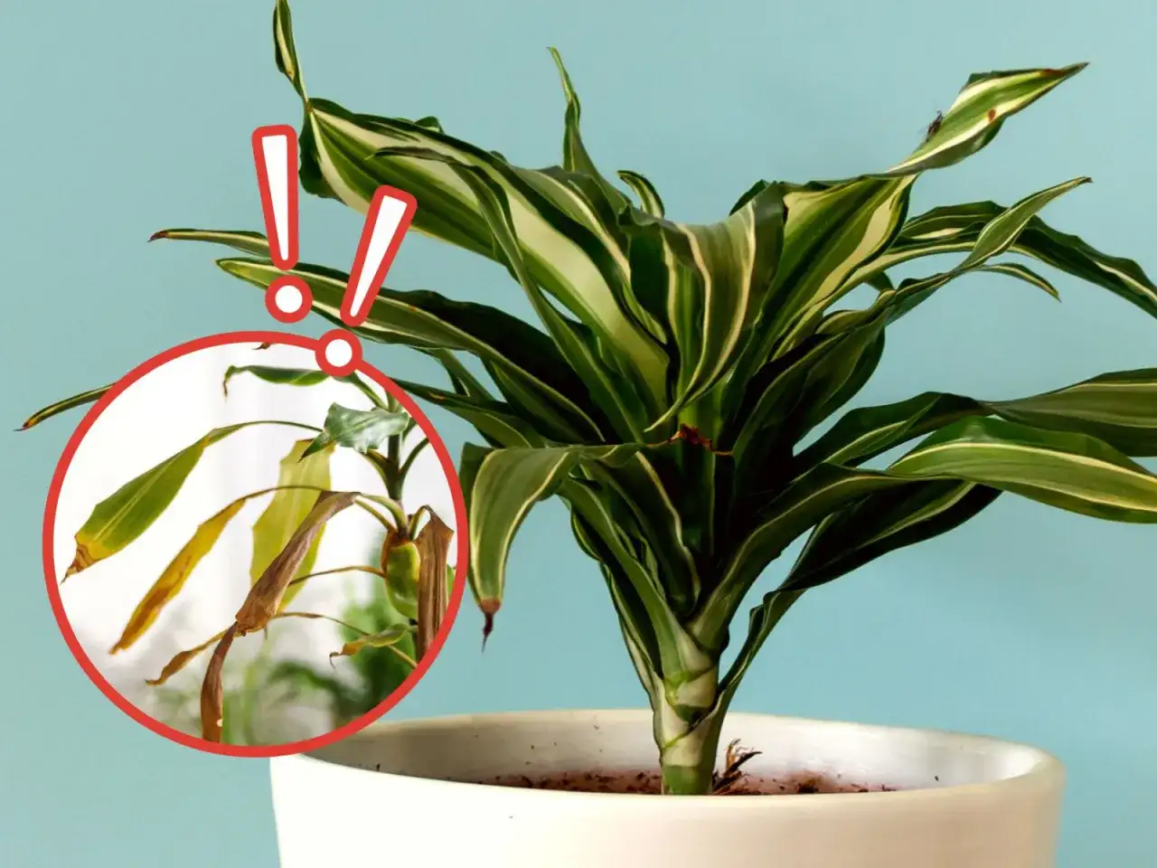 Dracena jak dbać? Zwróć uwagę na żółknące liście, to znak, że roślina potrzebuje pomocy.