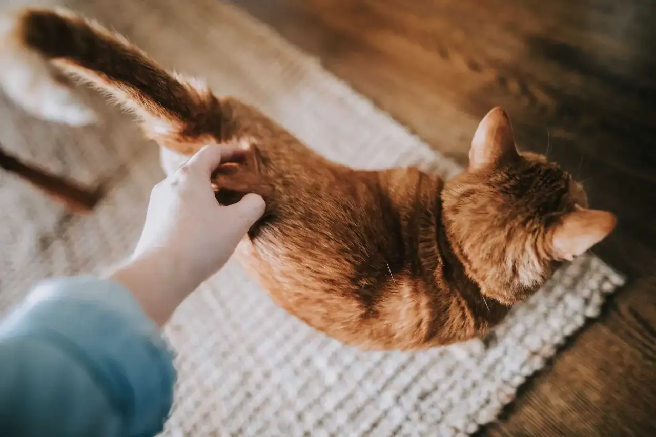 Delikatne głaskanie rudego kota, który leży na dywaniku. Widać jego ogon i grzbiet. Może to oznaka, że kotka jest w rui.