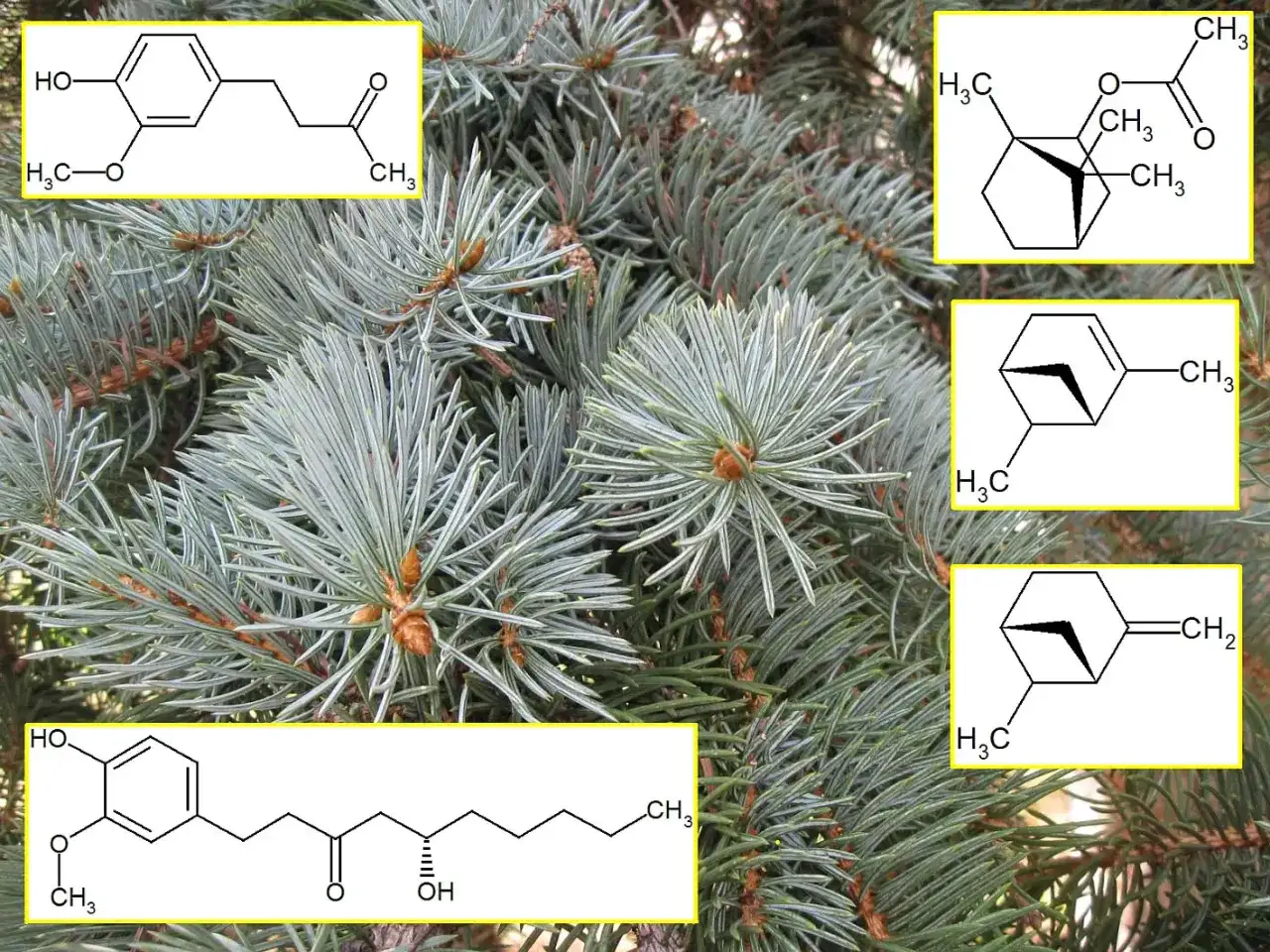 Struktury chemiczne odpowiedzialne za zapach igliwia.