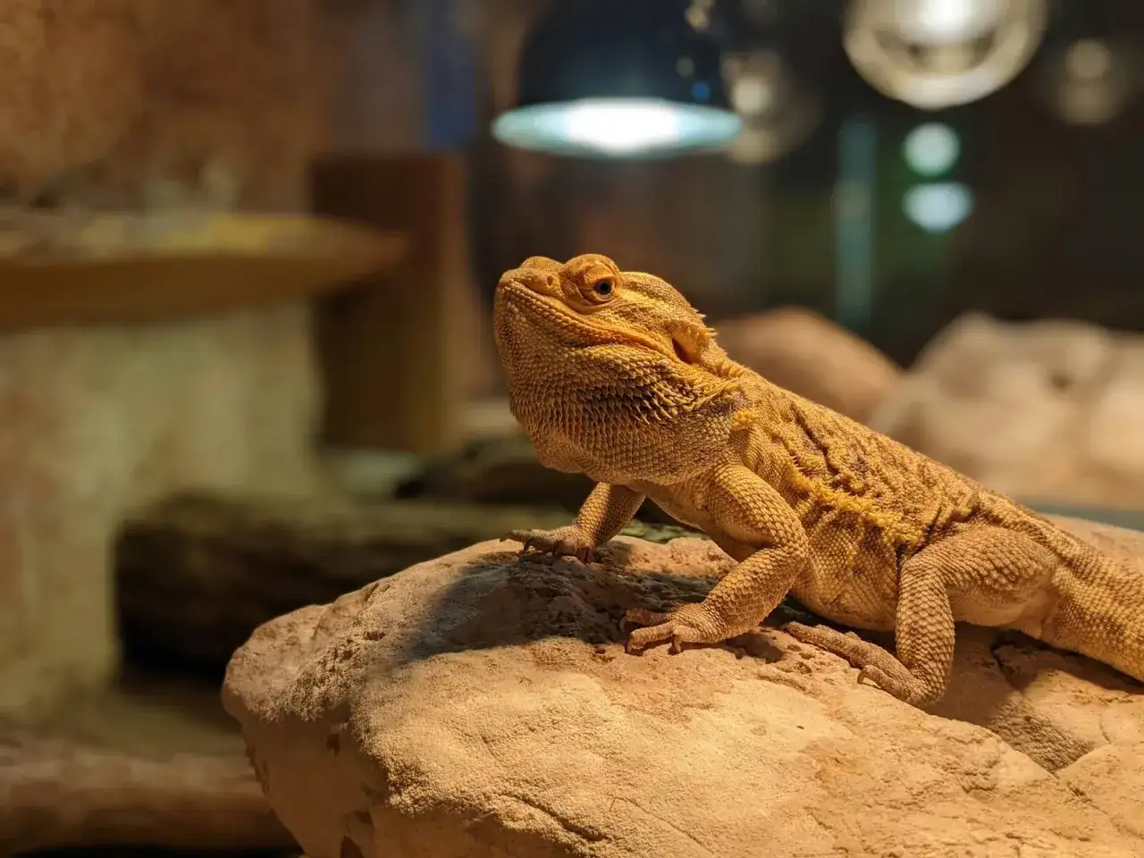 Pomarańczowa agama brodata na skale, ciekawa świata. Ile żyje taka agama? Nawet 15 lat!