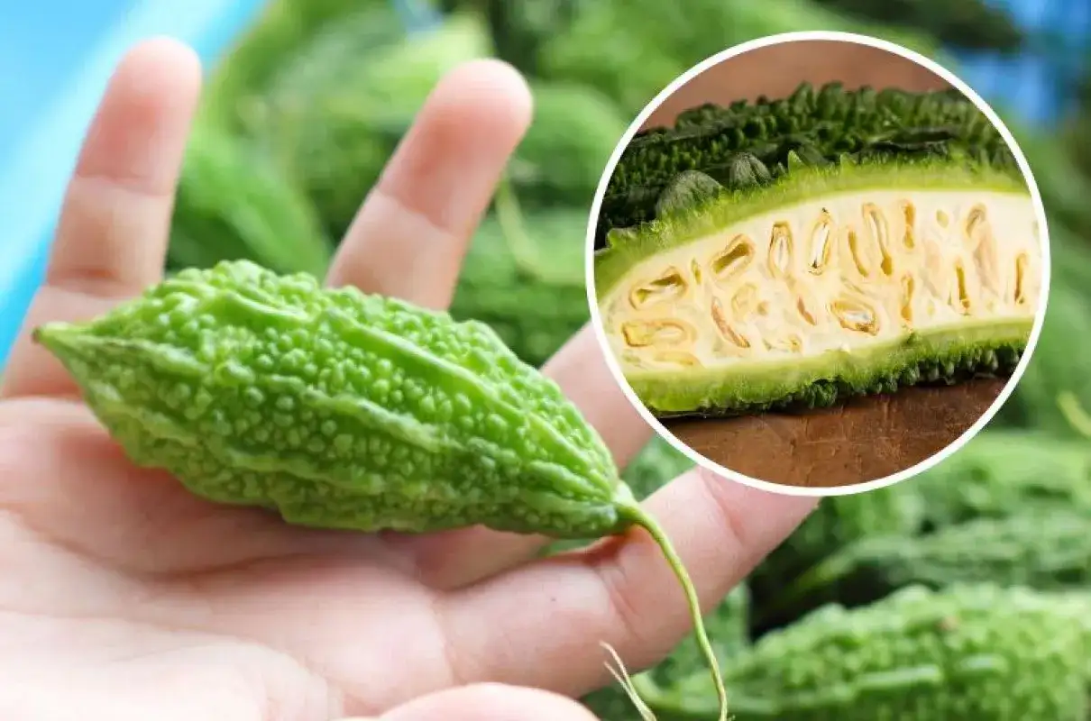 Zielony, kolczasty gorzki melon w dłoni, przekrojony ukazuje żółte nasiona.