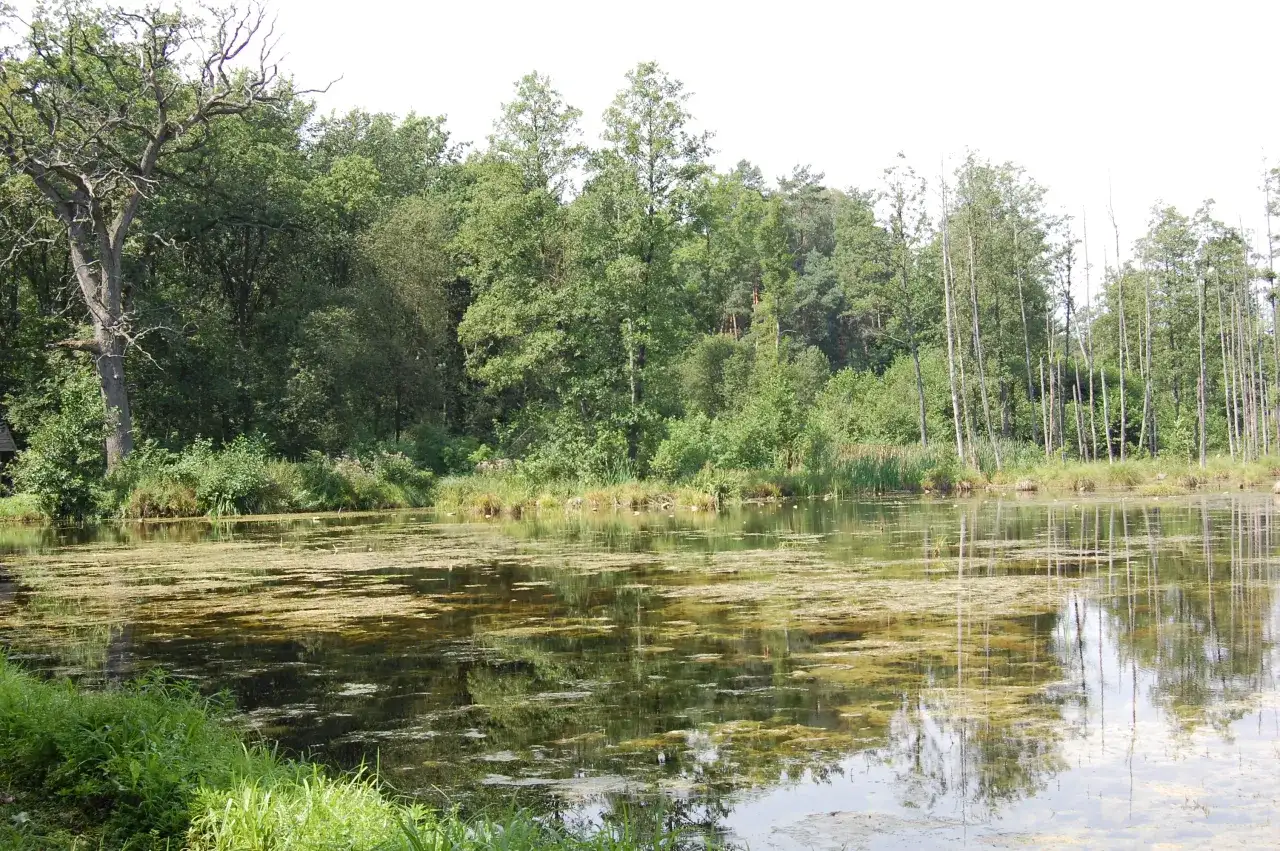 Spokojne stawy w Leśnicy, otoczone bujną zielenią drzew i odbijające się w wodzie, tworzą malowniczy krajobraz.