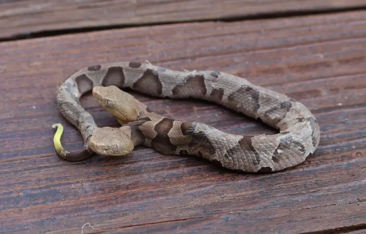 Dwie głowy węża miedzianki (copperhead) na drewnianym tle. Jedna głowa jest lekko uniesiona, druga spoczywa niżej.