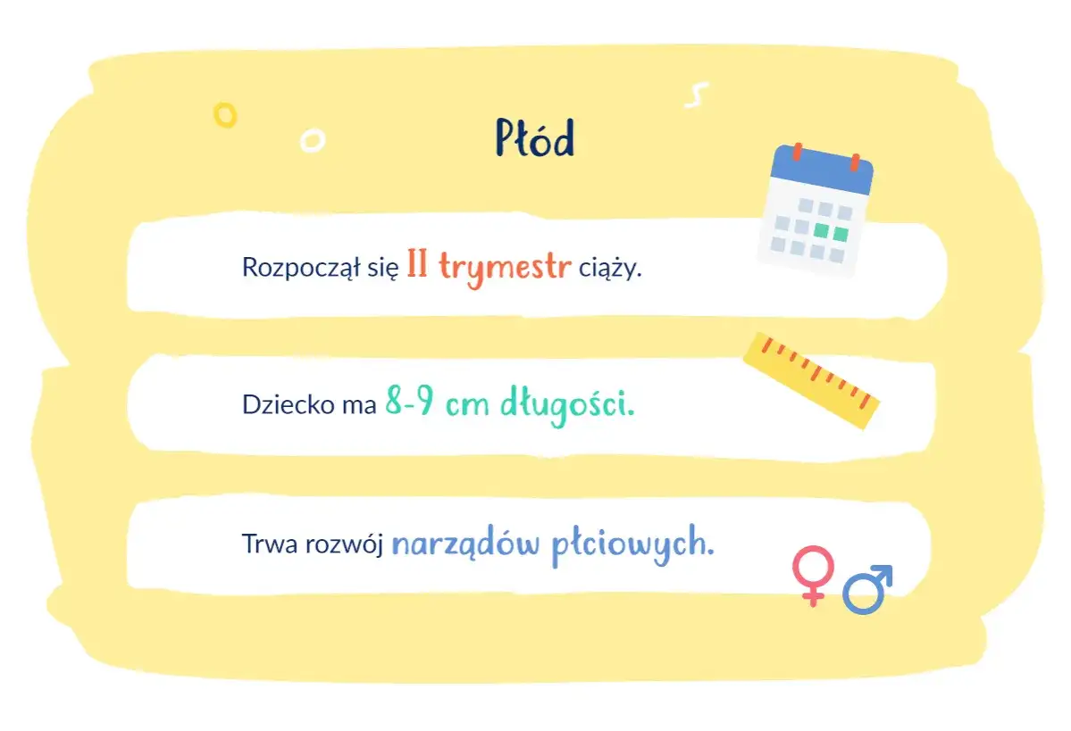 Płód ma 8-9 cm długości ciemieniowo-siedzeniowej. Rozpoczyna się II trymestr ciąży, trwa rozwój narządów płciowych.
