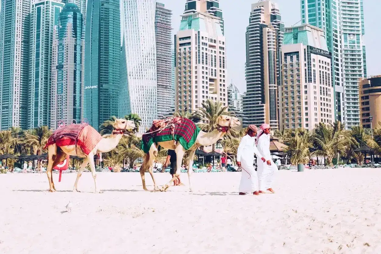 Dwa wielbłądy na plaży w Dubaju, z palmami i drapaczami chmur w tle. Zastanawiasz się, ile się leci do Dubaju?