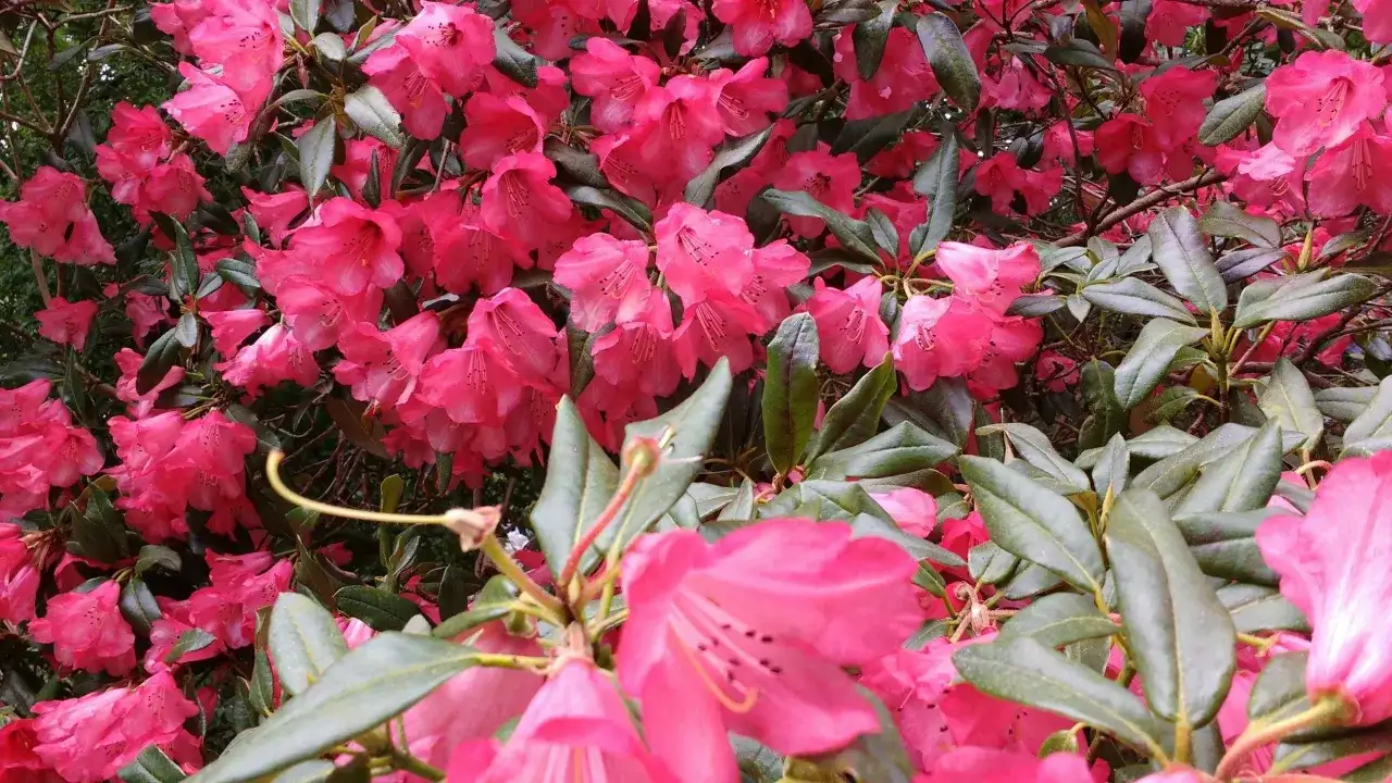 Krzew rododendronu w pełnym rozkwicie, z mnóstwem intensywnie różowych kwiatów. Dowiedz się, jak zaszczepić rododendrona, by cieszyć się jego pięknem.