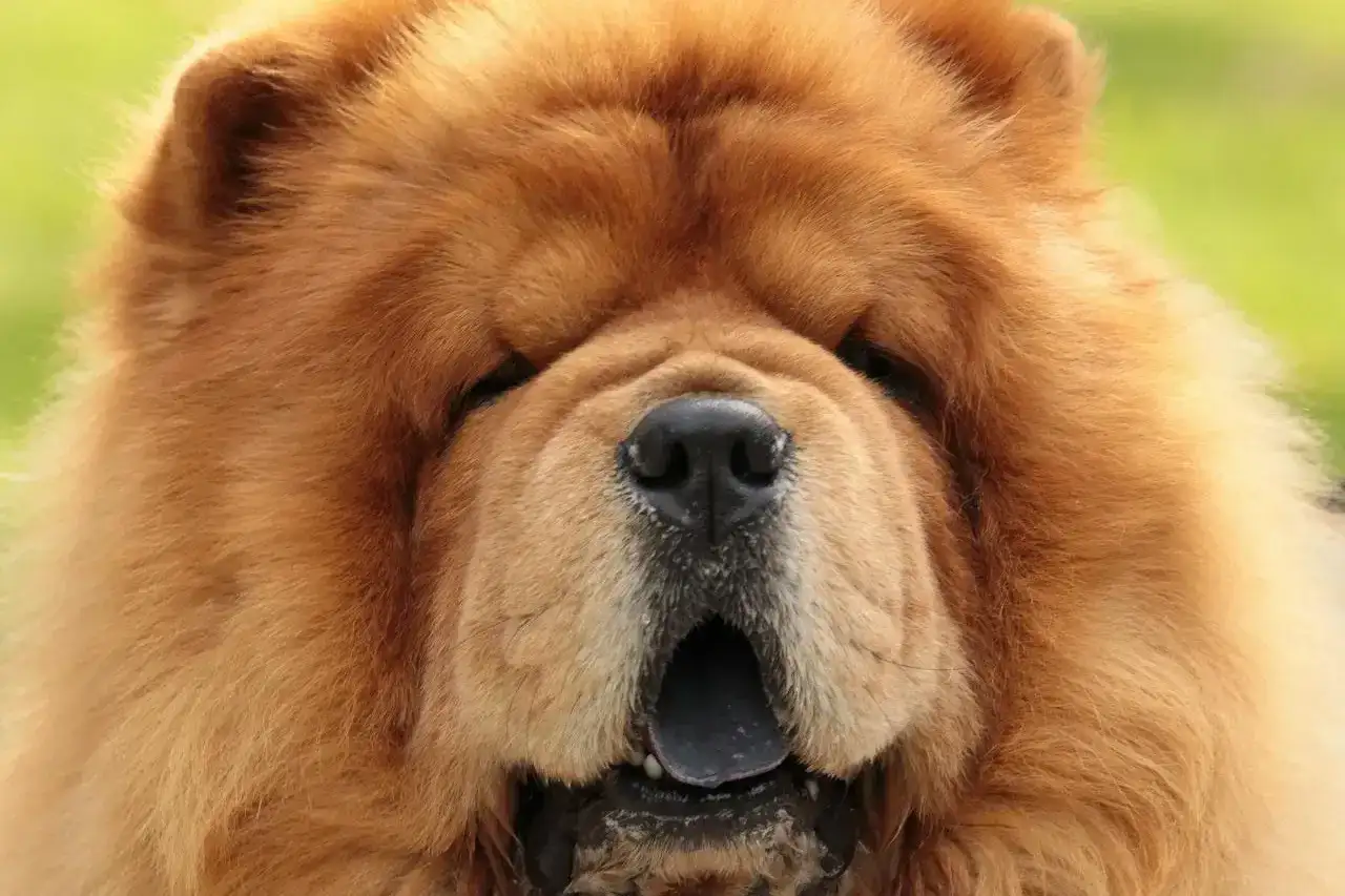 Puszysty chow chow z otwartym pyskiem. Zastanawiasz się, ile kosztuje chow chow?