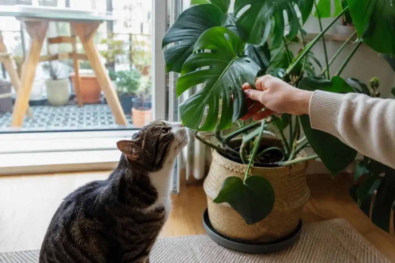 Kot wącha liść monstery, zastanawiając się, czy monstera jest trująca dla kota.