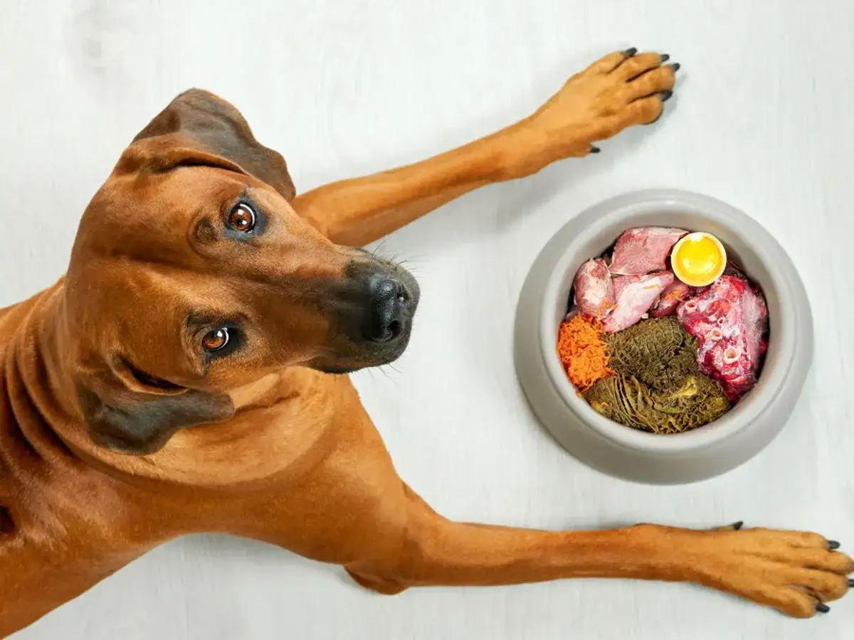 Pies rasy Rhodesian Ridgeback patrzy na miskę z jedzeniem BARF. Co to jest? To surowa karma dla psa.