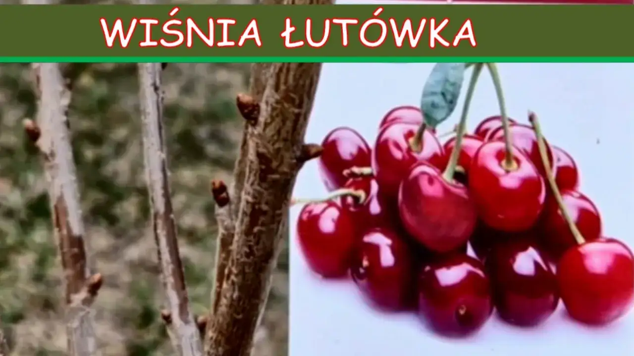 Gałązki wiśni łutówki z pąkami obok kiści dojrzałych, błyszczących wiśni.