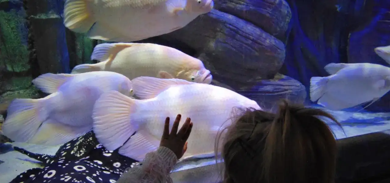 Dziecko zachwycone wielkimi rybami w oceanarium. Warto odwiedzić to miejsce, świetne opinie o oceanarium w Międzyzdrojach.