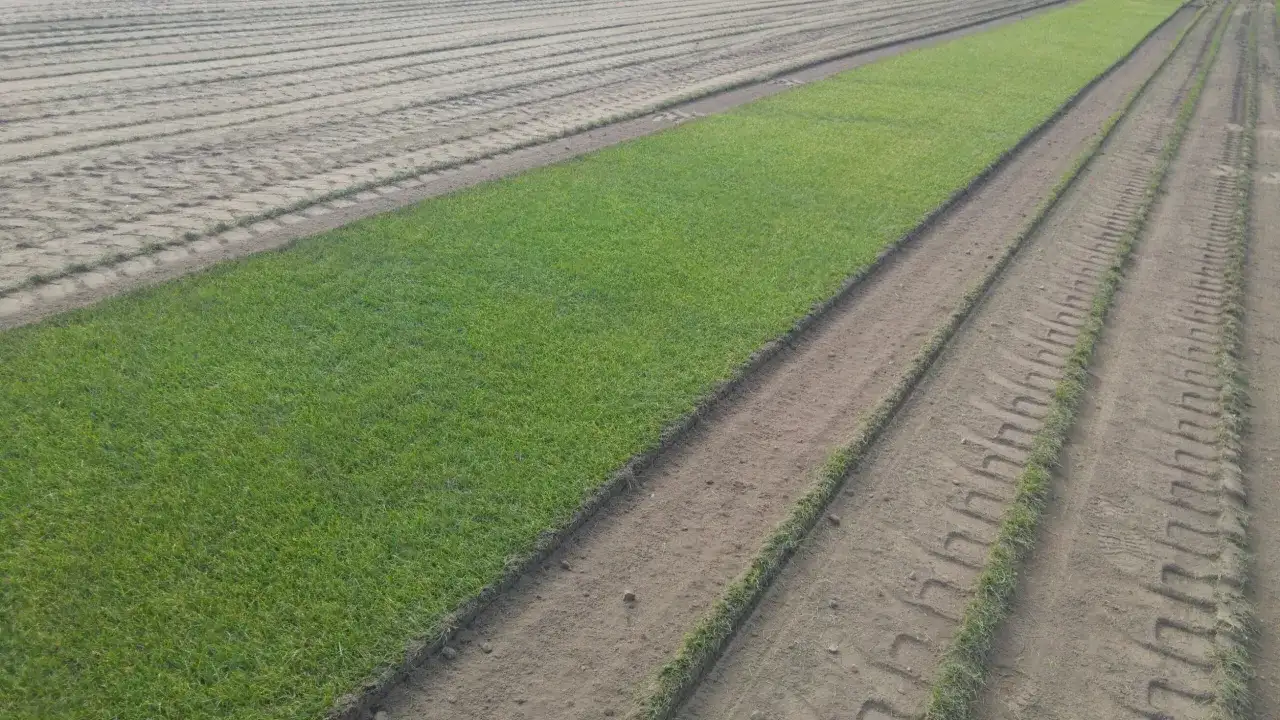 Pole z równo przyciętą trawą, obok przygotowana ziemia z widocznymi śladami po maszynach, sugerującymi wertykulację i aerację.
