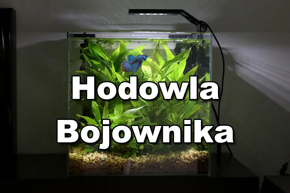 Bojownik w kuli ile żyje? W akwarium z roślinami pływa piękny, błękitno-czerwony bojownik.