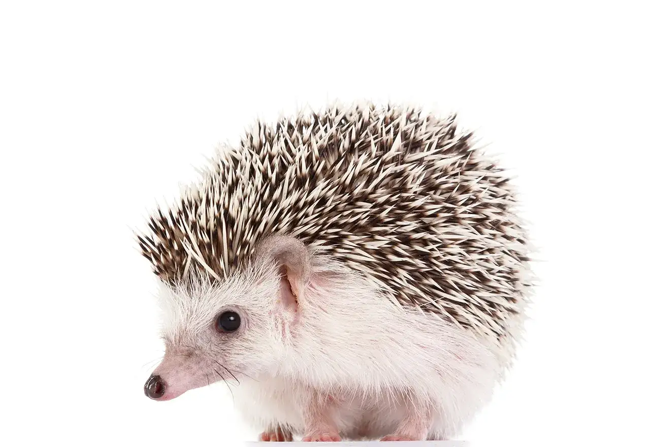 Jeż pigmejski, uroczy, ale wymaga uwagi. Wady i zalety posiadania tego kolczastego przyjaciela.