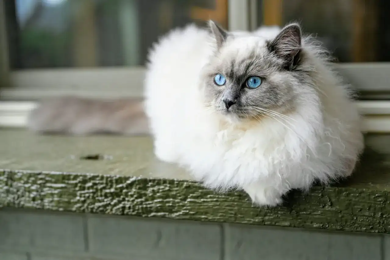 Puszysty kot rasy Ragdoll z niebieskimi oczami siedzi na parapecie. Zastanawiasz się, ile kosztuje Ragdoll?