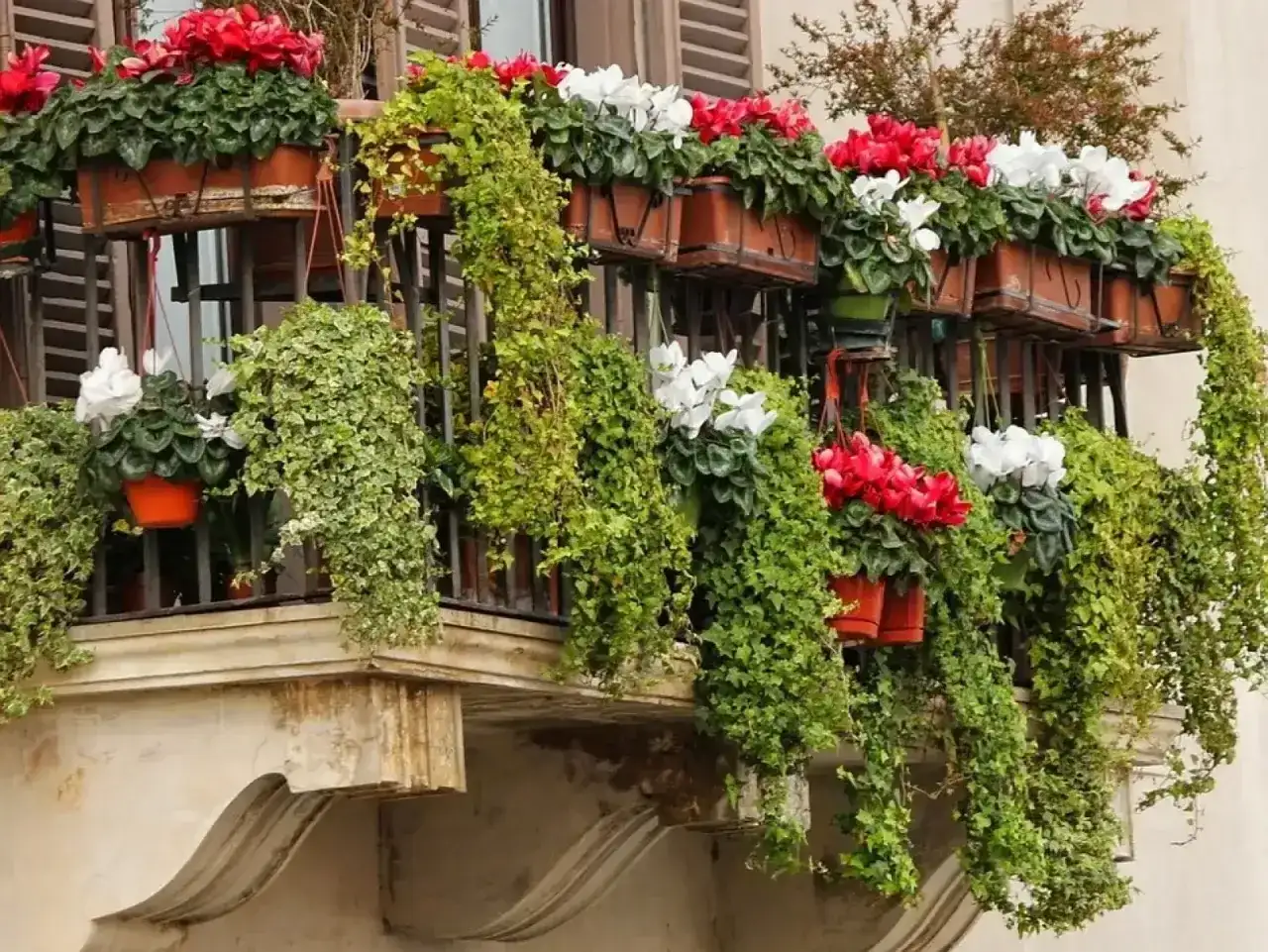 Balkon pełen zieleni i kwiatów. Wiszące pnącza oplatają balustradę, a w doniczkach kwitną czerwone i białe **komarzyce z pelargoniami**.