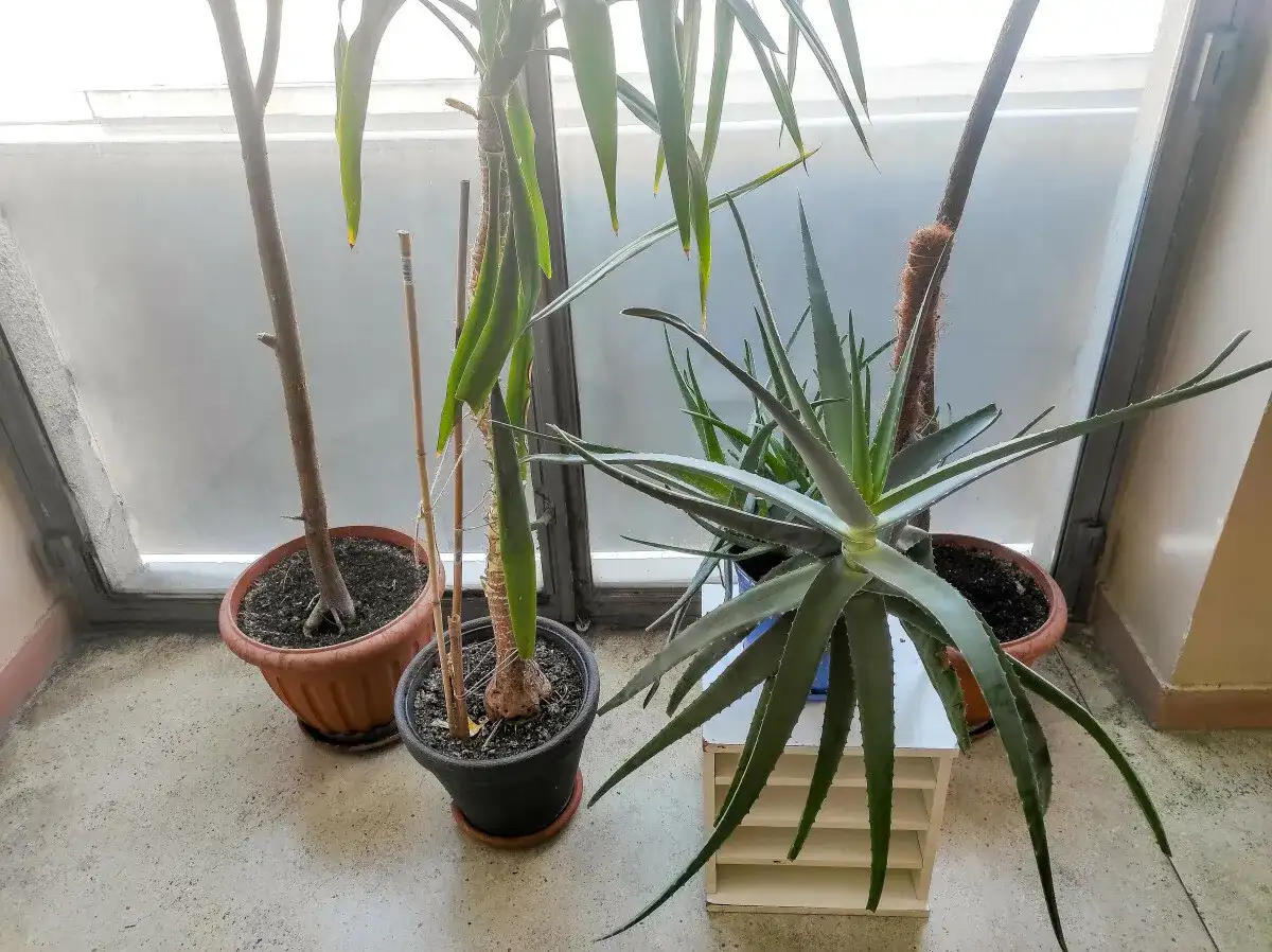 Rośliny doniczkowe, w tym aloes, stoją przy oknie. Czy aloes jest trujący dla kota? Nie, aloes jest bezpieczny dla kotów, choć może powodować lekkie problemy żołądkowe.