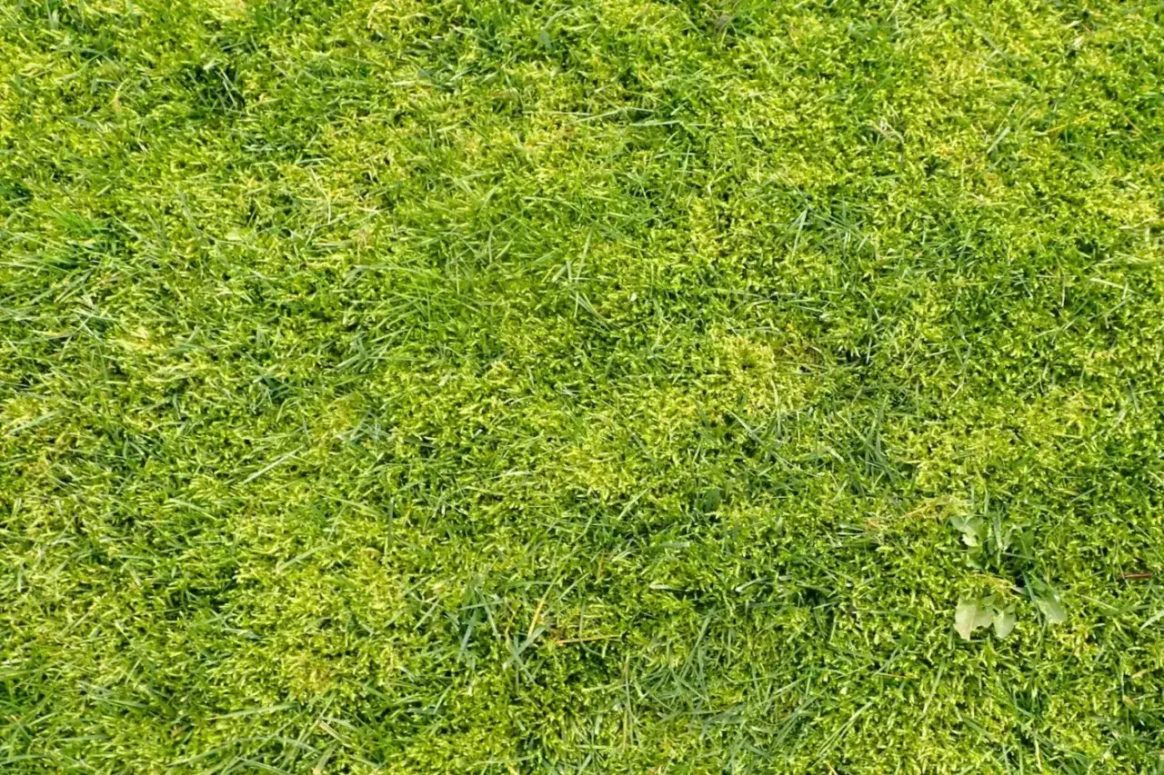 Gęsta, zielona trawa z widocznymi fragmentami mchu. Idealna do stworzenia naturalnego, biocalnego krajobrazu.