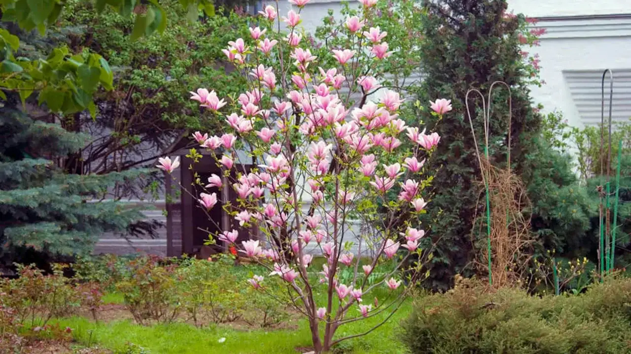 Kwiaty magnolii zachwycają, pokazując, jak szybko rośnie magnolia. Wiosenny ogród pełen różowych pąków.
