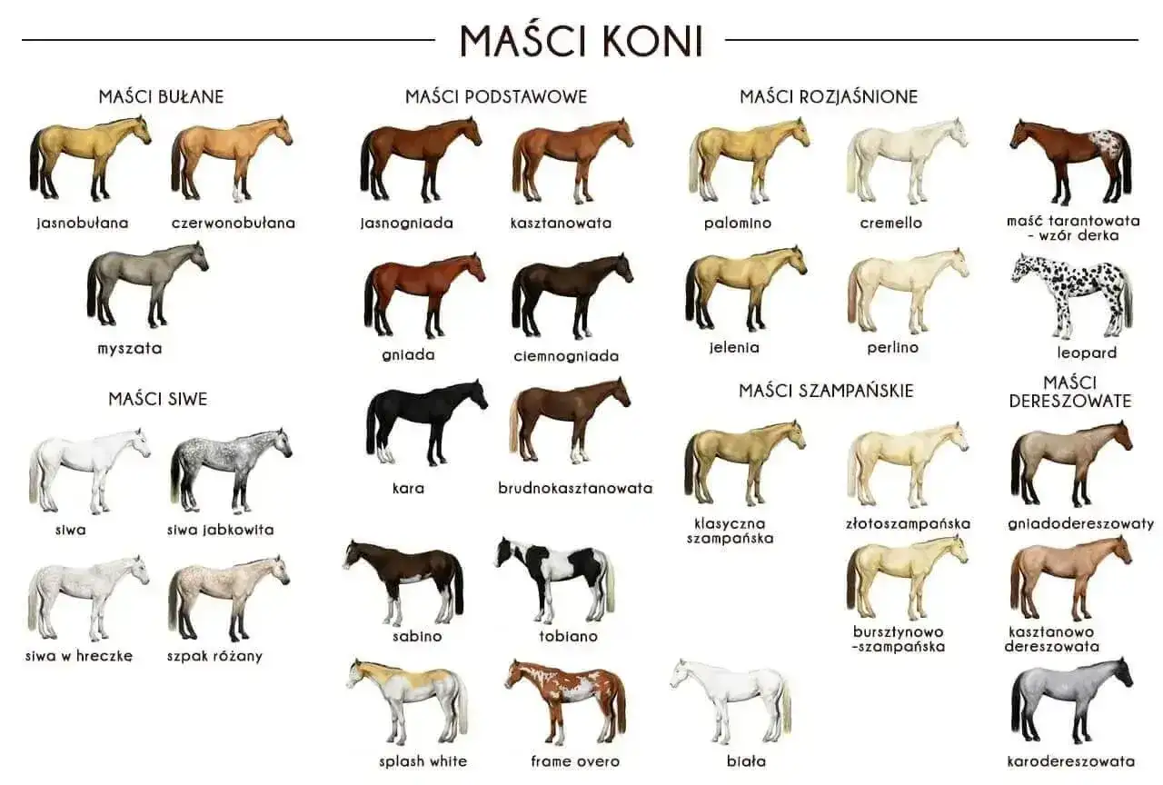 Ilustracja przedstawia różne maści koni, w tym maść bułaną. Widać konie jasnobulane, czerwonobulane i myszate.