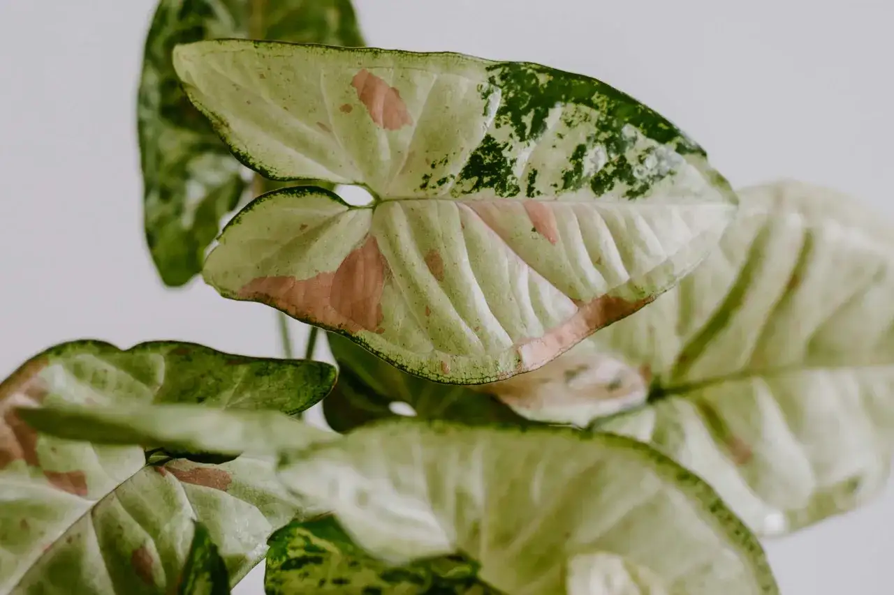 Liście syngonium odmiany 'Mojito' z zielonymi i różowymi plamkami, tworzące mozaikowy wzór.