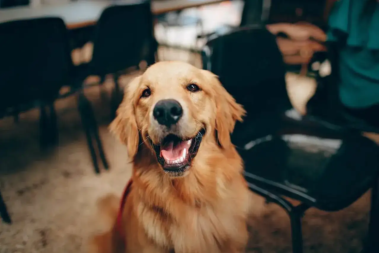 Uśmiechnięty golden retriever, który z pewnością ucieszyłby się, gdyby dowiedział się, czy pies może jeść kaszę gryczaną.