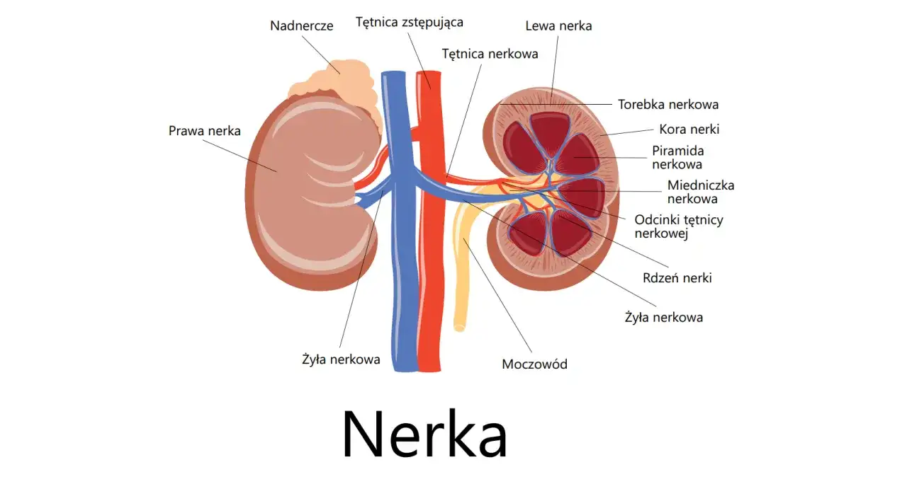 Anatomia nerki: prawa nerka jest nieco niżej niż lewa, nad nią znajduje się nadnercze. Widoczne tętnice i żyły nerkowe.
