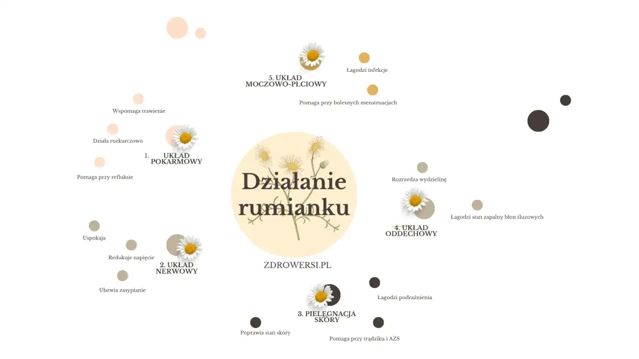 Ilustracja pokazuje, jak działa rumianek: wspiera układ pokarmowy, nerwowy, pielęgnację skóry, oddechowy i moczowo-płciowy.