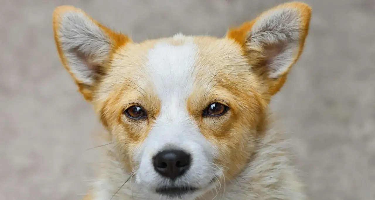 Uroczy corgi z bystrymi oczami. Zastanawiasz się, czym przemywac psu oczy? Czysta, przegotowana woda lub specjalne płyny do higieny oczu zwierząt.