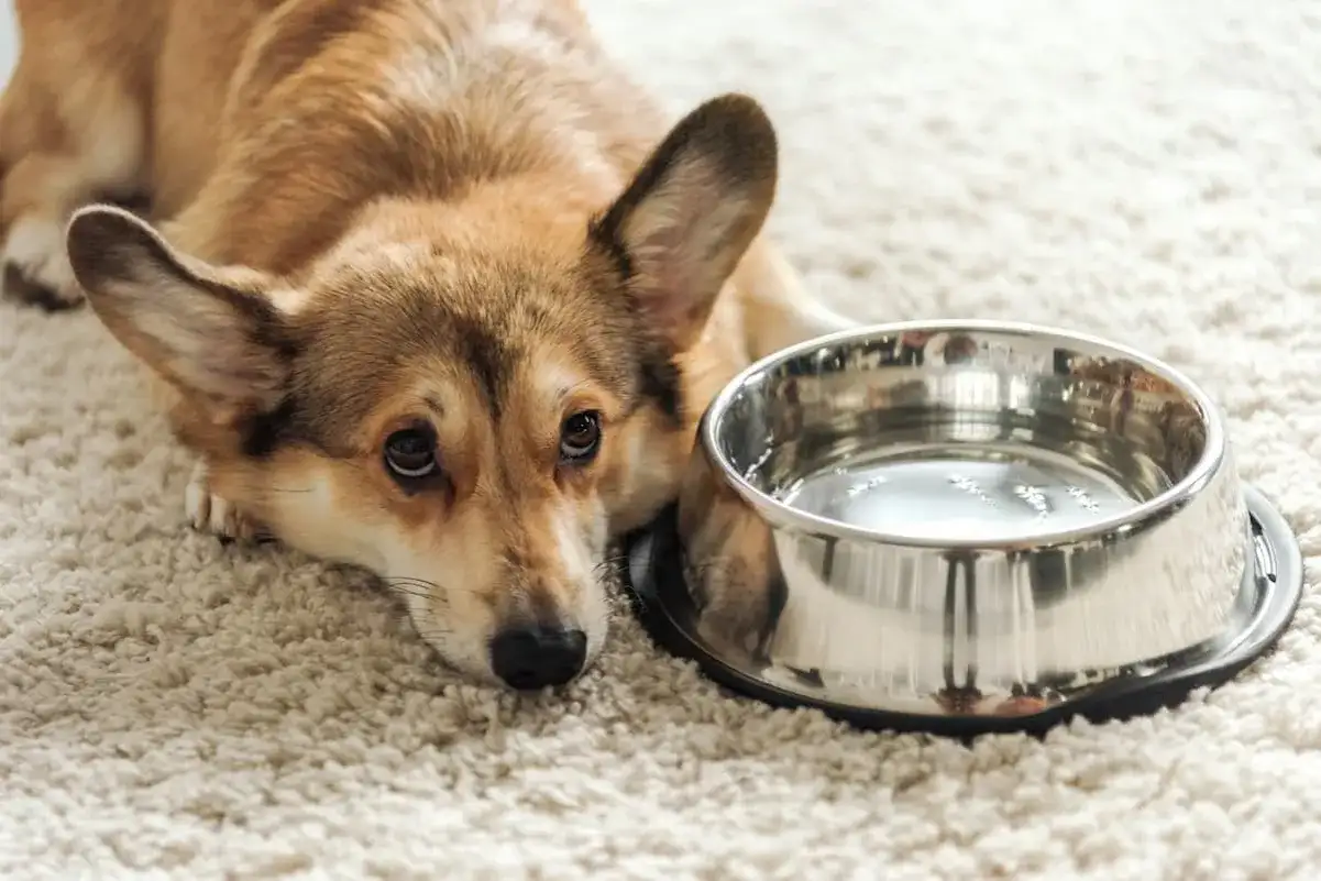 Smutny corgi leży obok miski z wodą, wyraźnie widać, że pies nie chce pić wody.