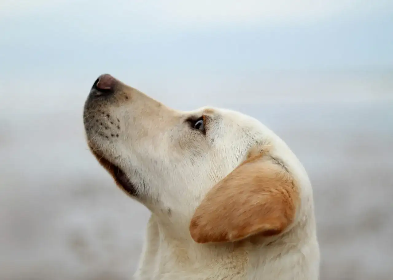 Labrador z zaciekawieniem patrzy w górę, jakby czekał na smakołyk po odrobaczaniu.