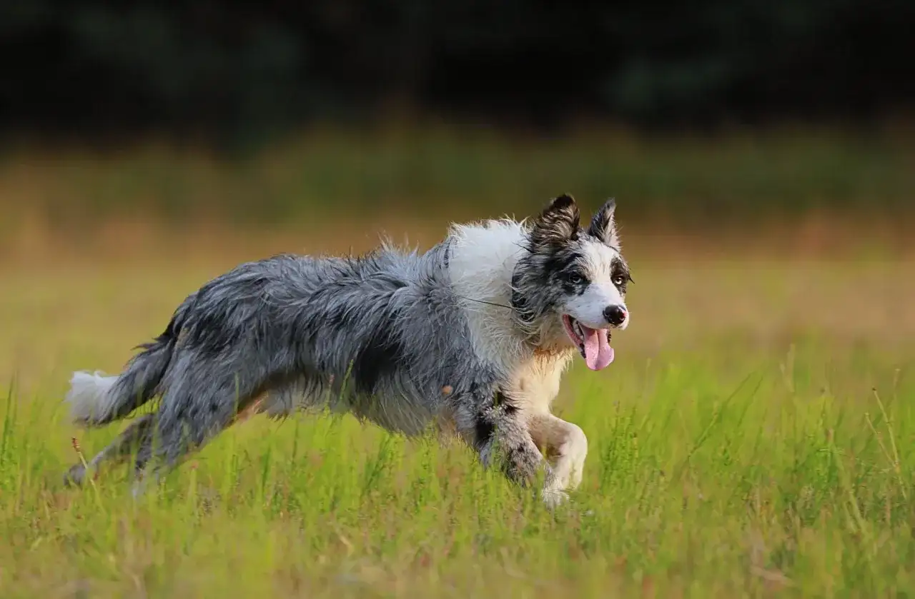 Radosny pies rasy border collie, w odmianie merle, pędzi przez zieloną łąkę, dysząc z językiem na wierzchu.