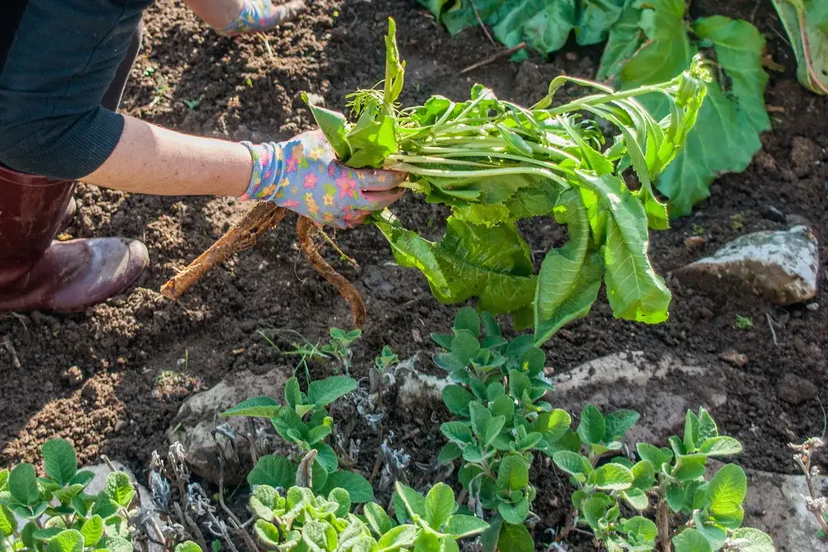 Ręka w rękawiczce wyciąga z ziemi korzeń chrzanu z liśćmi. To świetny sposób, by dowiedzieć się, skąd wziąć sadzonki chrzanu.